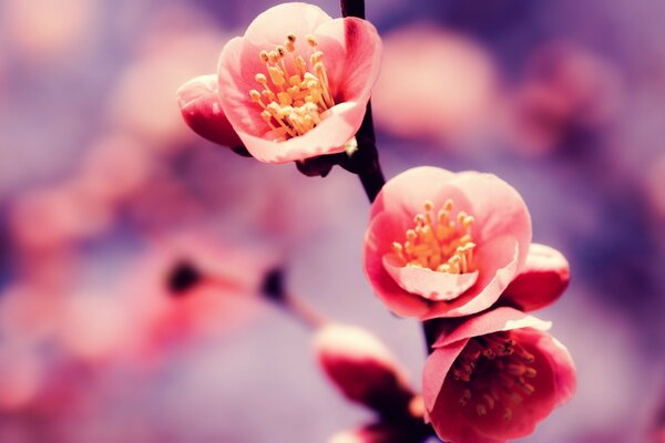 Flowers on a branch in lilac tones