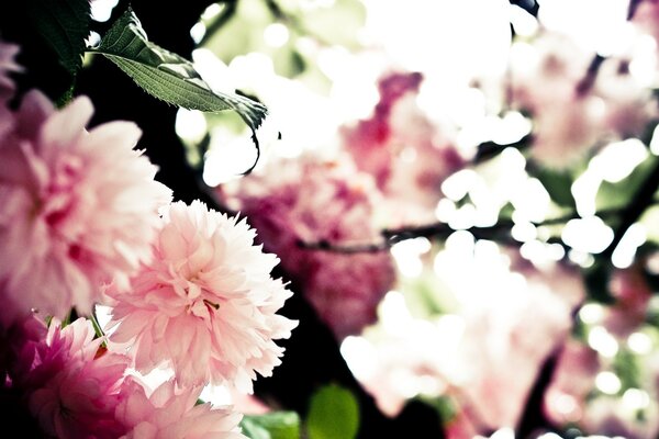 Delicadas flores Rosadas en primavera