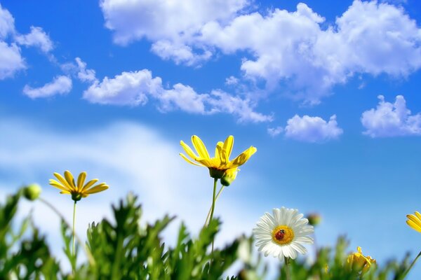 Flowers on the background of the sky with clouds