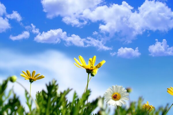 Fleurs sur fond de ciel avec des nuages