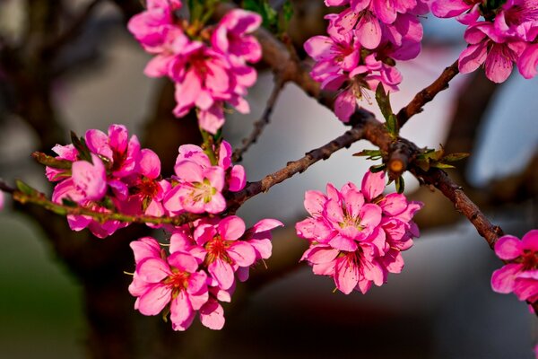 Flores de color rosa brillante en una rama