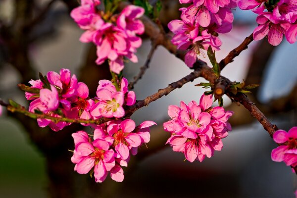Fiori rosa brillante su un ramo