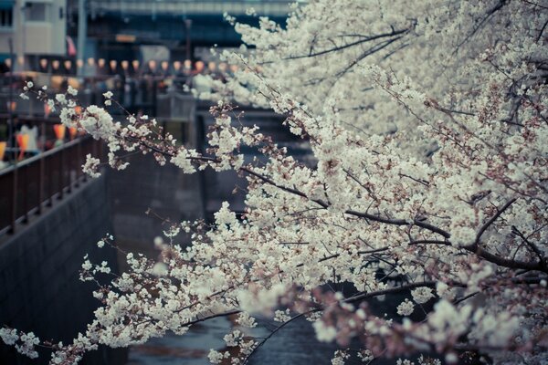 Branches of cherry blossoms over the water