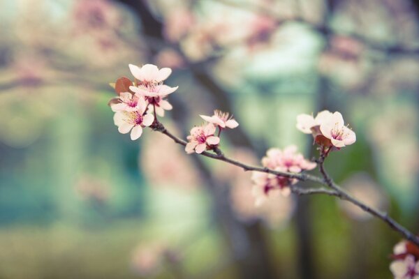 Cerezo de primavera, naturaleza floreciente