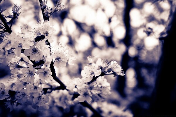 Arbre avec des fleurs sur fond flou