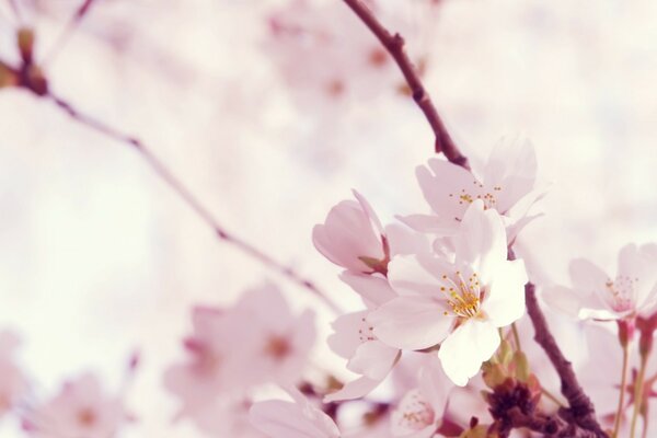 La ternura de las flores de Sakura rosa