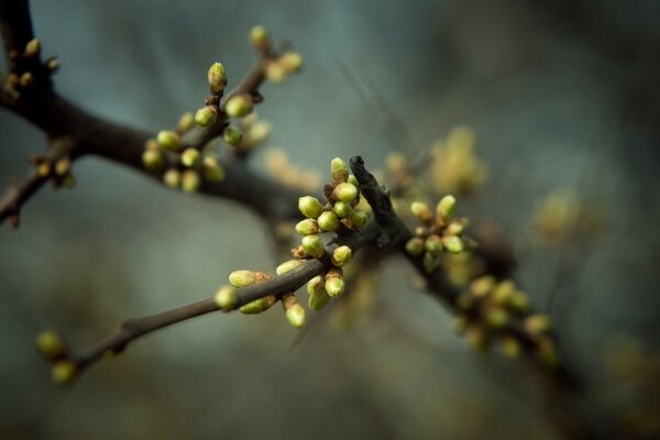 Green swollen buds on a tree