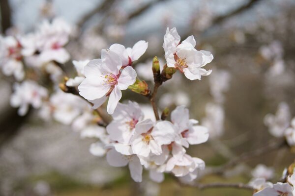 Die ersten Blüten der Frühlingskirsche