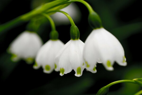 Campanas blancas por la mañana en el Jardín