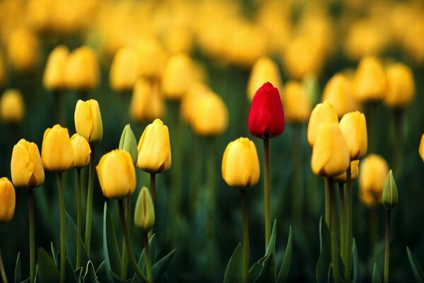 Fan fan tulip fazenda