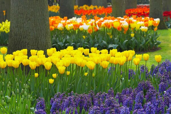 There are many beautiful tulips growing in the garden