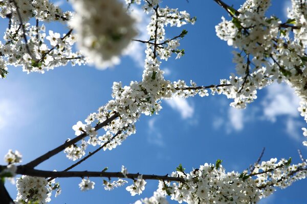 Blooming white branches of spring trees