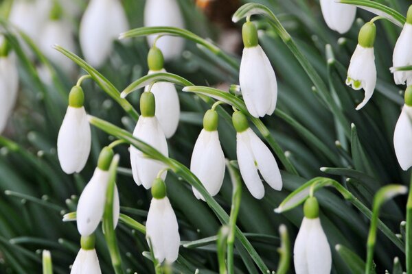 Campanillas de invierno en primavera, flora en la naturaleza