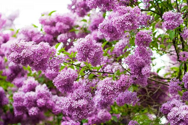 Frühlingsblühender Garten mit duftendem Flieder