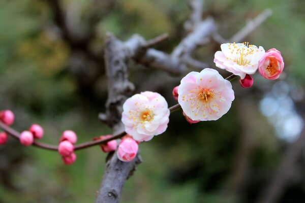 Belles fleurs de printemps roses