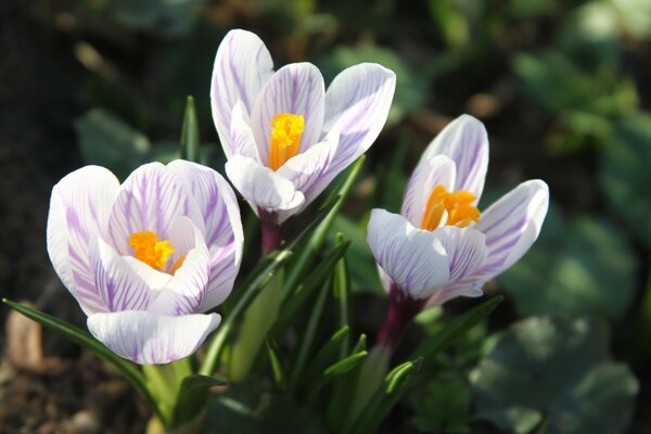 Die ersten Frühlingsblumen, der Krokus in der Natur