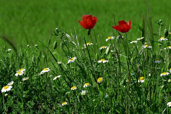 Blumen auf Gras mit Gänseblümchen