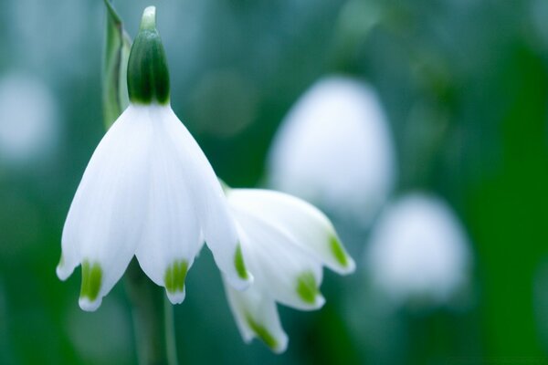 A beautiful white flower in the vicinity