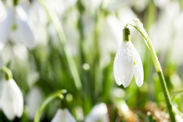 Erste Blume nach dem Winter