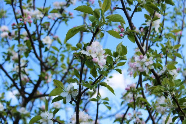 Flores em nosso jardim