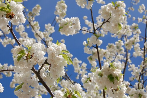 How beautifully the cherry blossoms