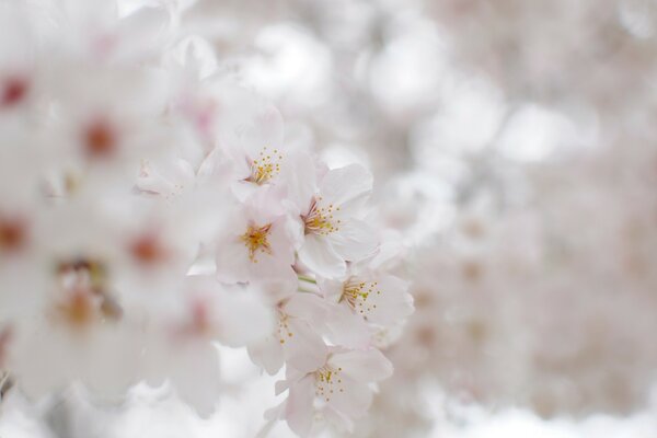 Flores de cerezo blancas como la nieve en primavera