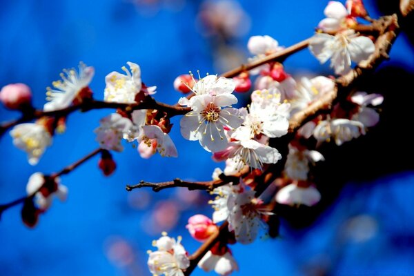 Zarte Apfelblüte im Frühling