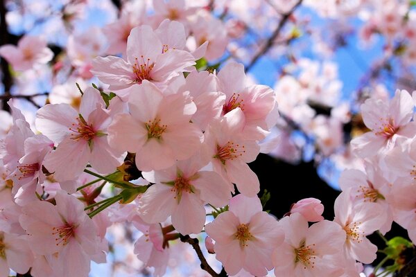 春天构成樱花