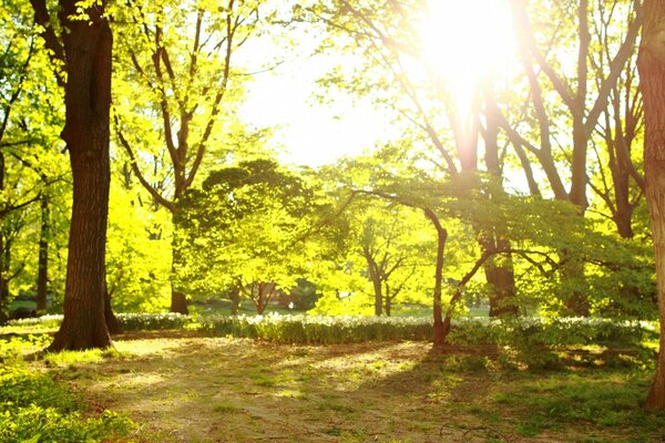 Sunny spring morning in the park