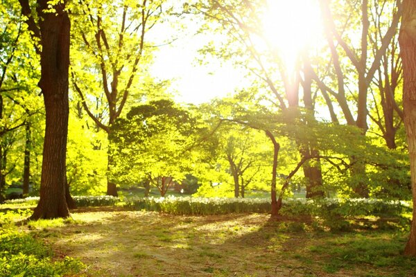 阳光明媚的春天早晨在公园里