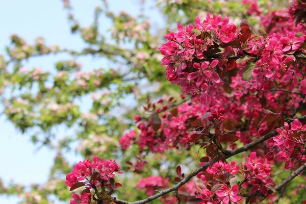 Beautiful pink flowers on a branch