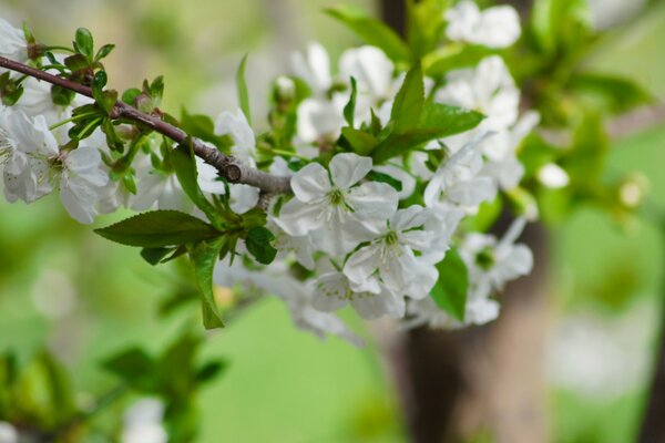 Flowering of fruit trees in spring