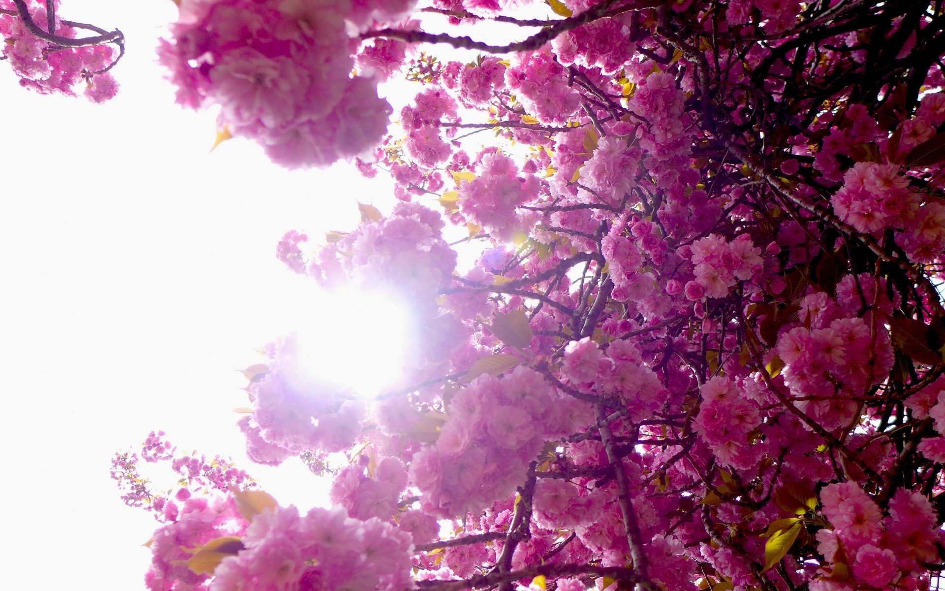 frühling blume farbe natur flora saison zweig hell kirsche blumen desktop baum schön blatt blütenblatt blühen dekoration garten sommer