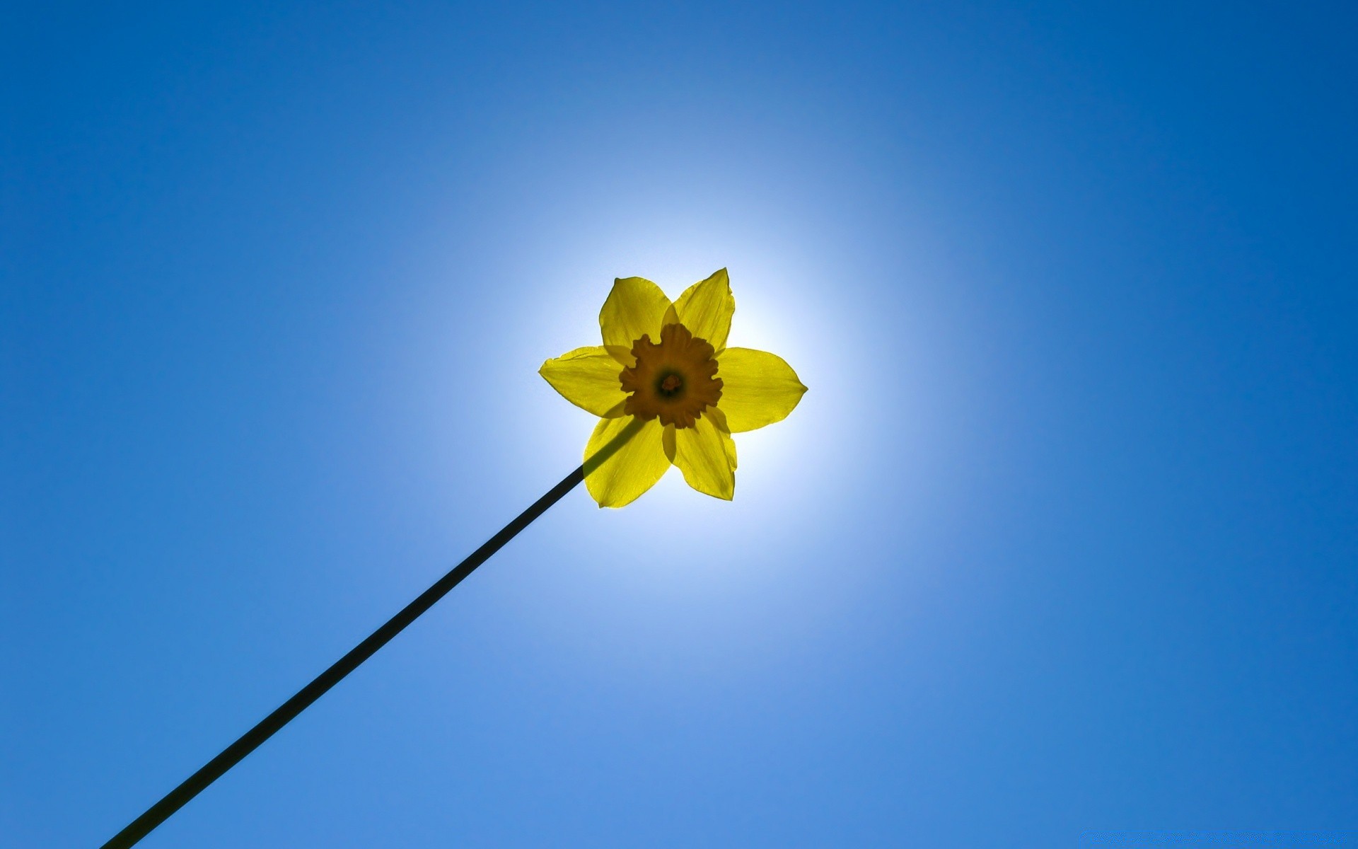 春天 自然 天空 夏天 花 颜色 明亮 桌面 模糊