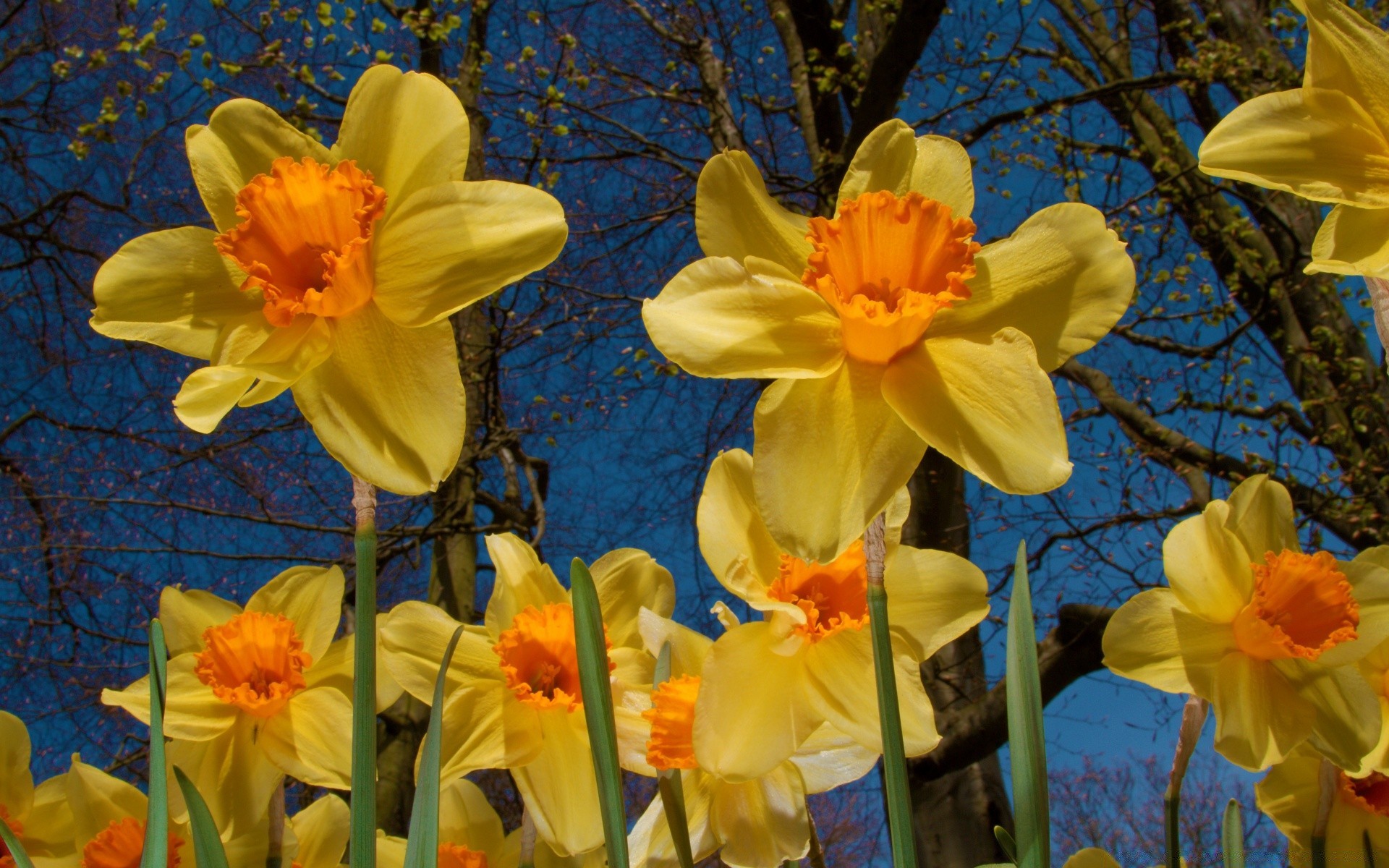 printemps nature fleur flore saison feuille narcisse pâques narcisse lumineux couleur jardin parc branche croissance à l extérieur bluming belle floral printemps