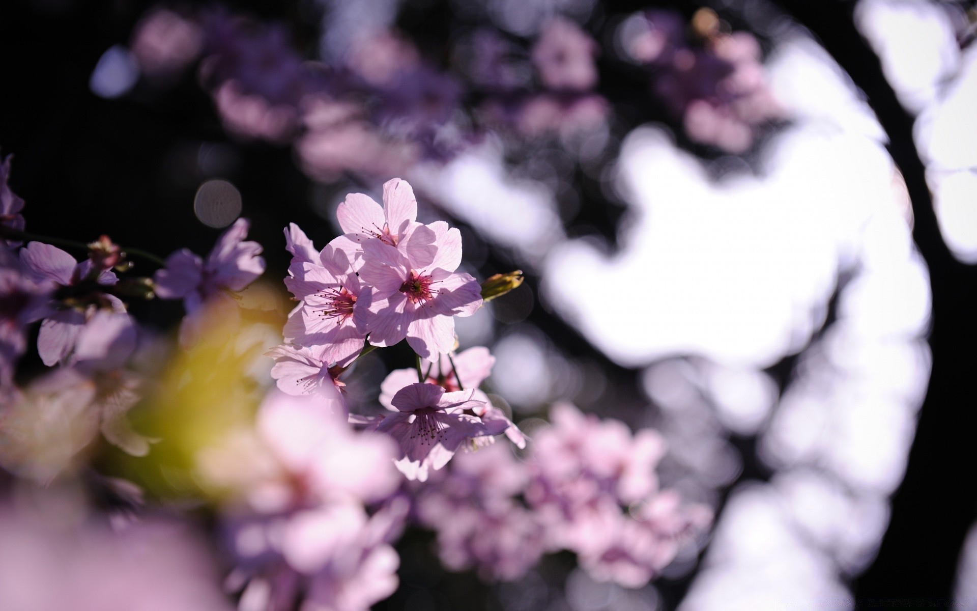 bahar çiçek doğa flora yaprak petal bahçe çiçek açan çiçek renk güzel büyüme yaz bulanıklık ağaç şube