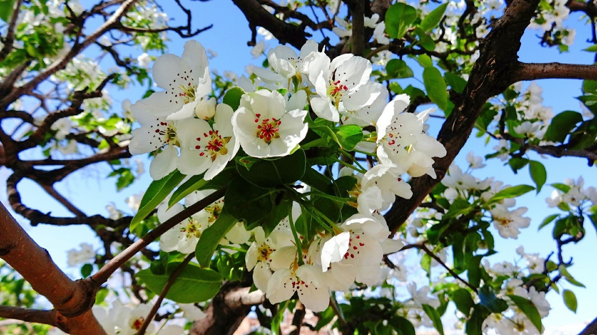 spring tree branch nature flower flora leaf garden blooming season outdoors summer apple floral close-up cherry growth beautiful petal