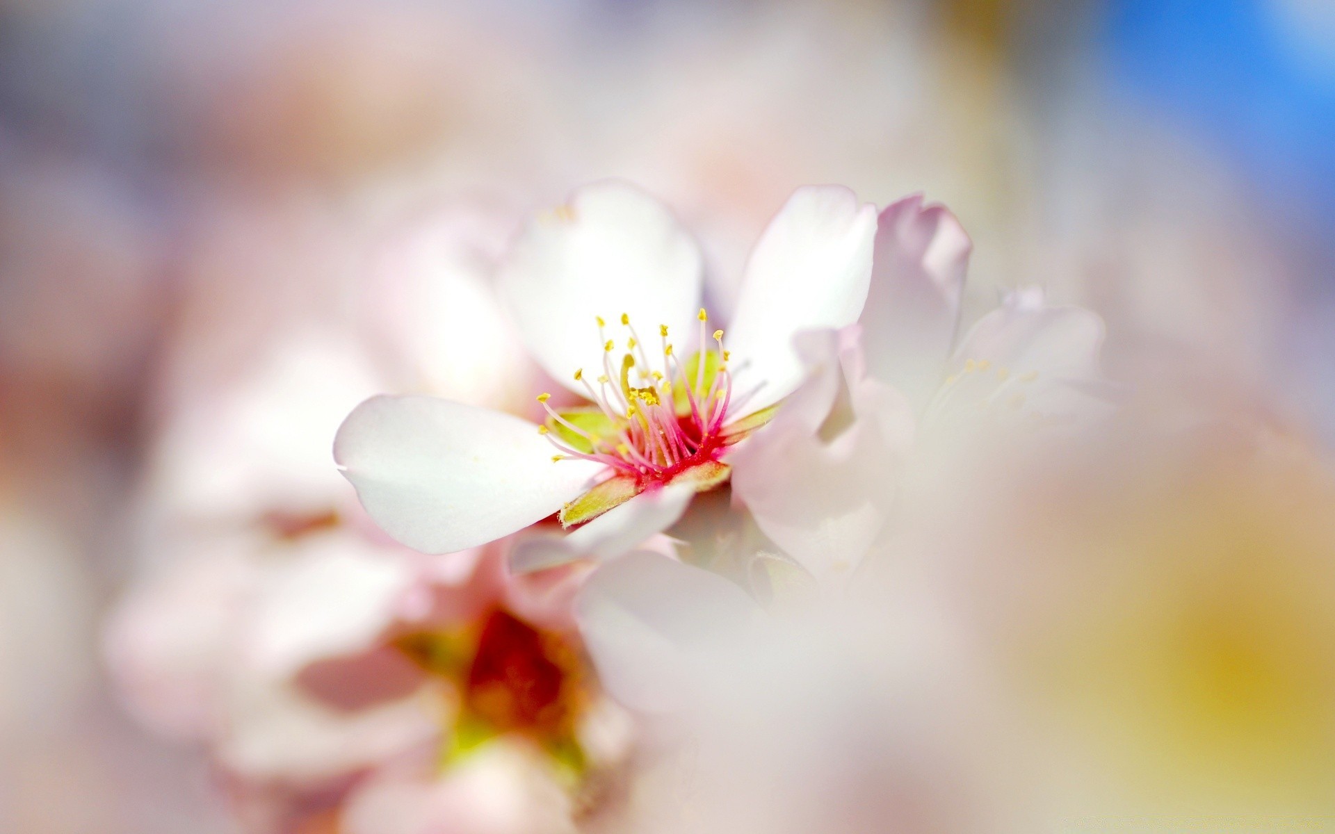 frühling natur blume blatt unschärfe hell flora dof sommer sanft kirsche ostern garten im freien wachstum kumpel blütenblatt blumen