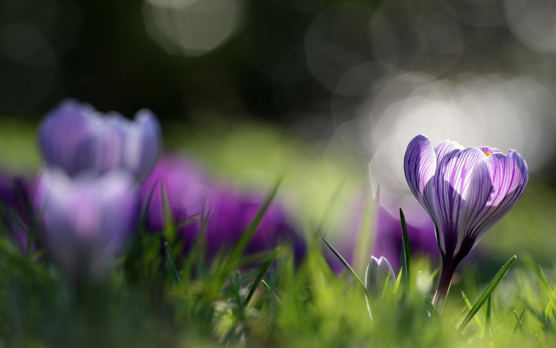 printemps fleur nature herbe jardin crocus flore foin floral été violet feuille champ bluming couleur lumineux pâques pétale beau temps soleil parc