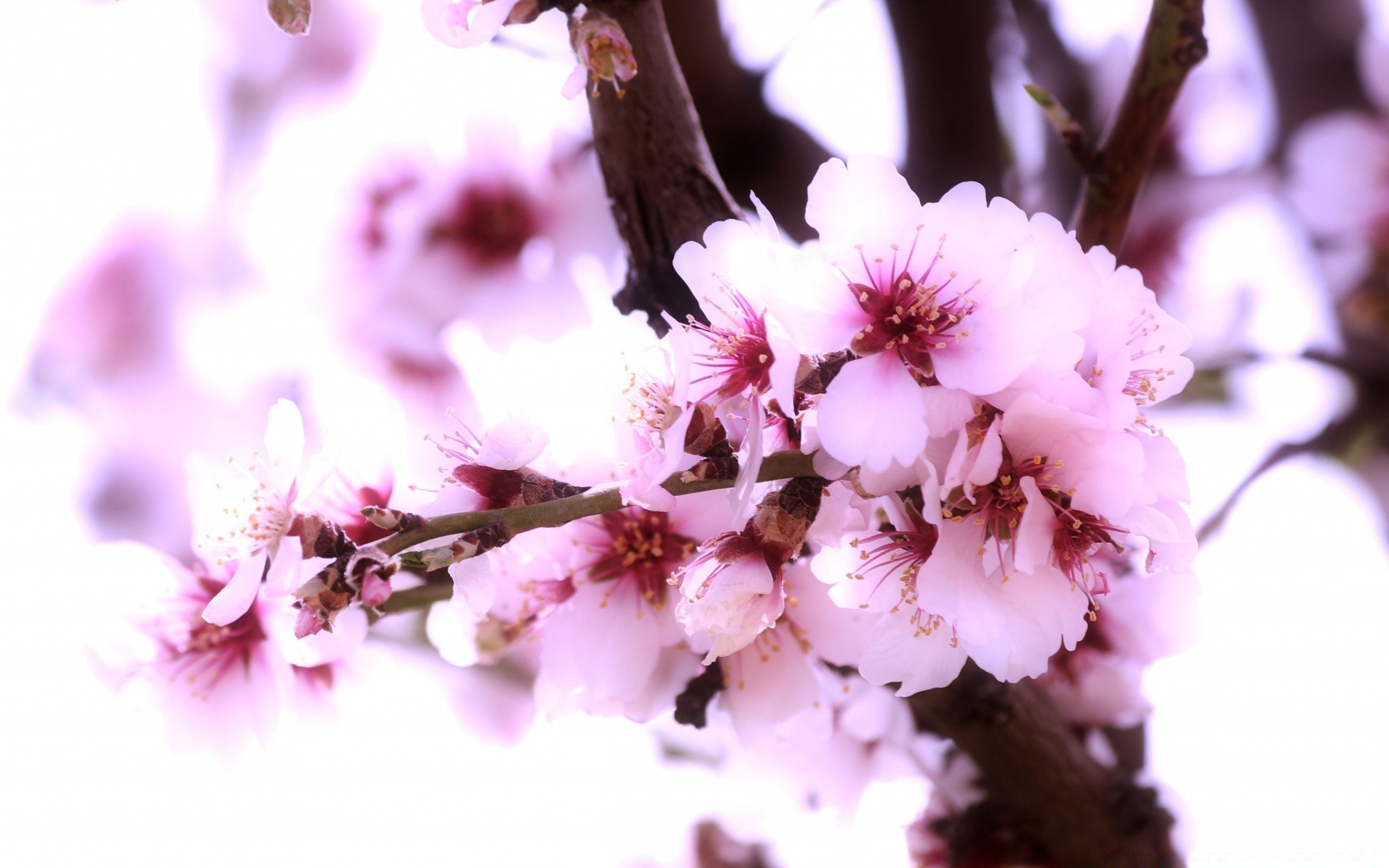 printemps fleur cerise branche nature arbre flore bluming jardin pétale saison pomme copain floral feuille gros plan tendre croissance prune printemps