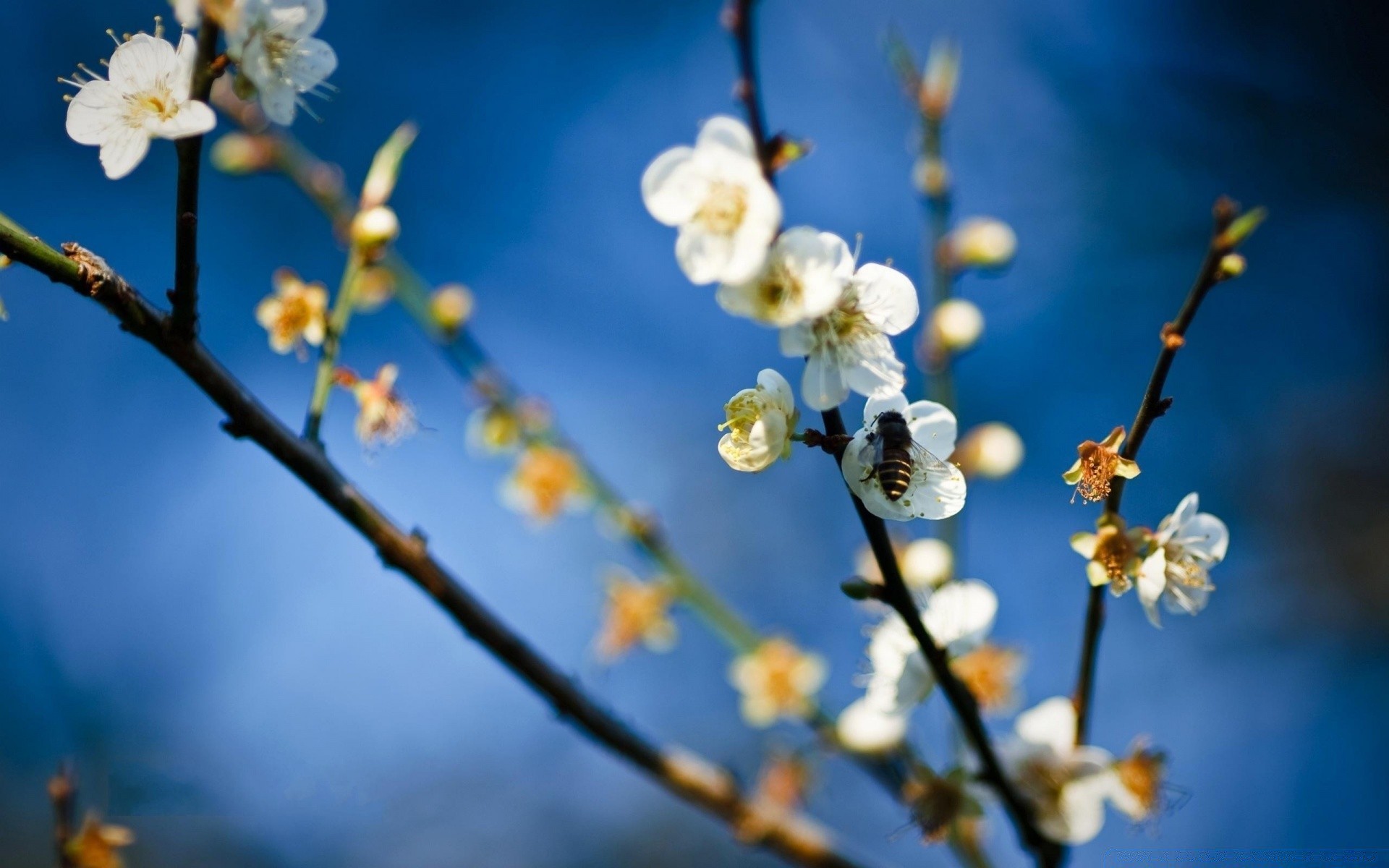 spring flower branch nature tree flora cherry season outdoors growth petal bud apple garden bright blooming leaf delicate plum close-up