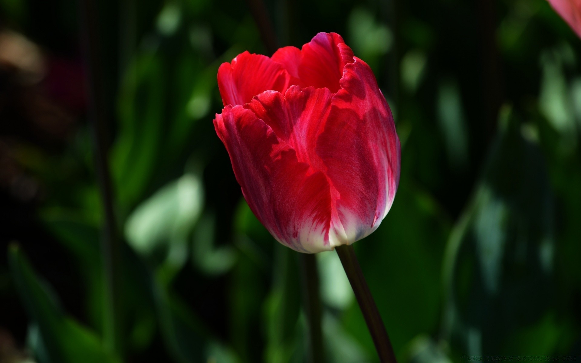 spring nature flower leaf flora summer garden outdoors bright petal tulip growth color blooming