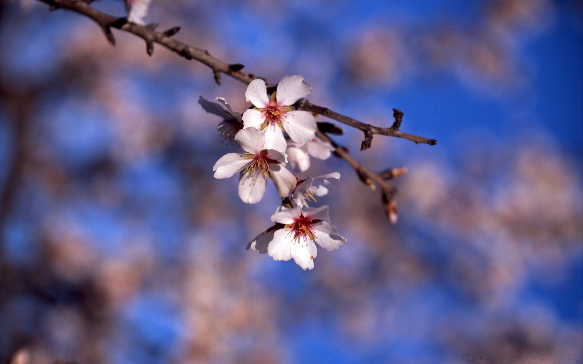 frühling blume natur im freien baum unschärfe zweig kirsche wachstum winter blatt flora gutes wetter apfel hell kumpel