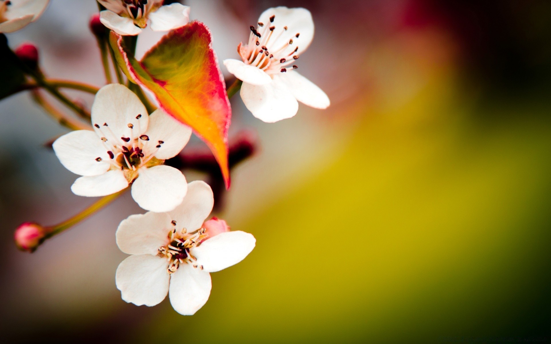 spring flower nature leaf blur apple cherry summer branch bright easter flora outdoors growth bud