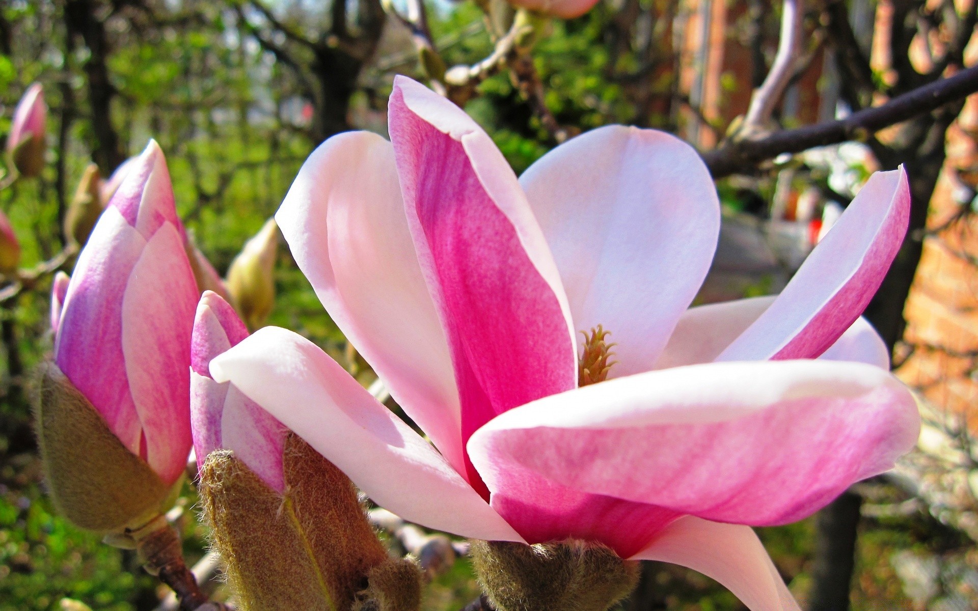 printemps fleur nature magnolia jardin flore feuille bluming à l extérieur parc arbre été pétale belle couleur copain floral