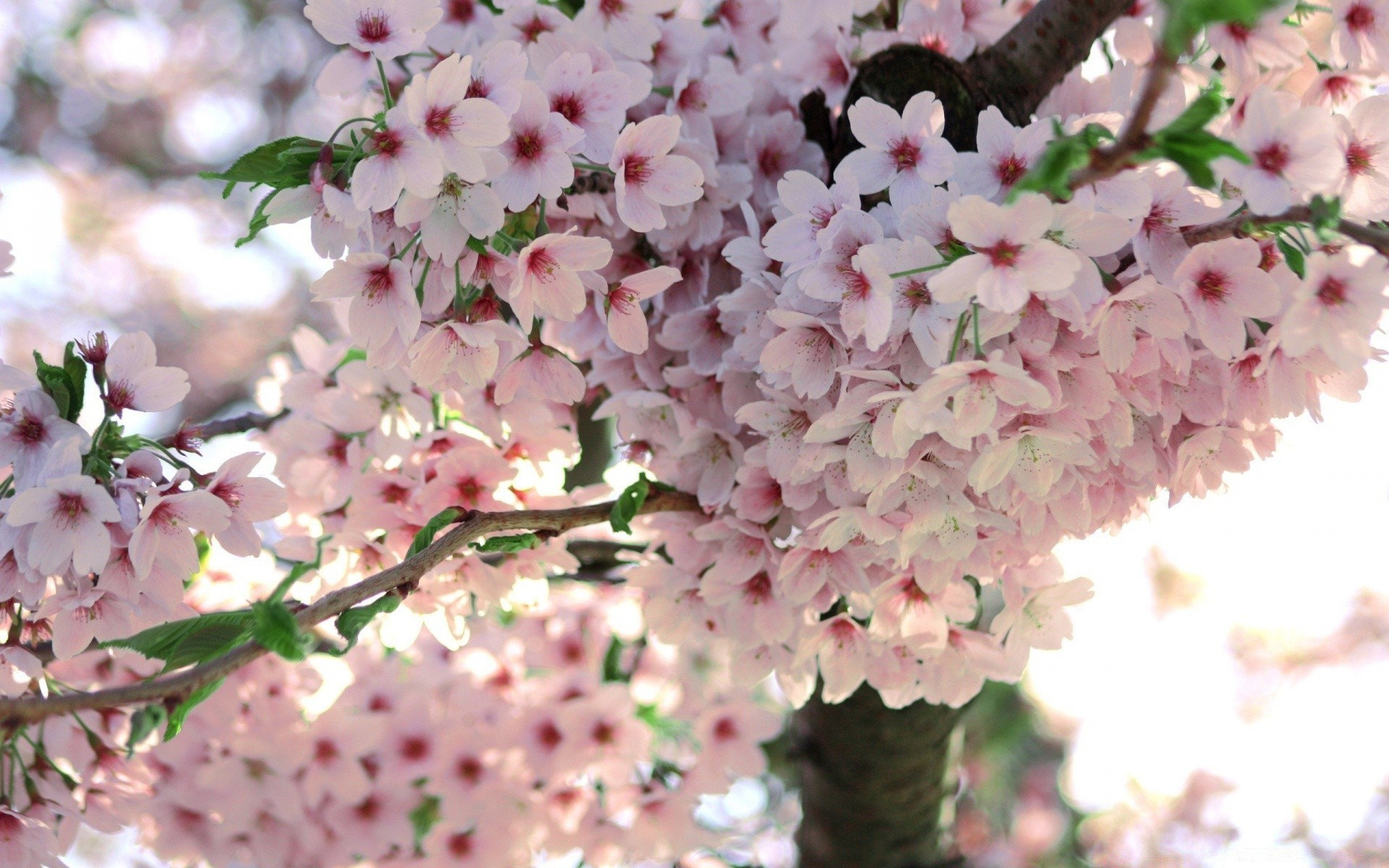 printemps fleur nature flore arbre branche cerise jardin feuille saison floral bluming croissance pétale été belle gros plan couleur à l extérieur lumineux