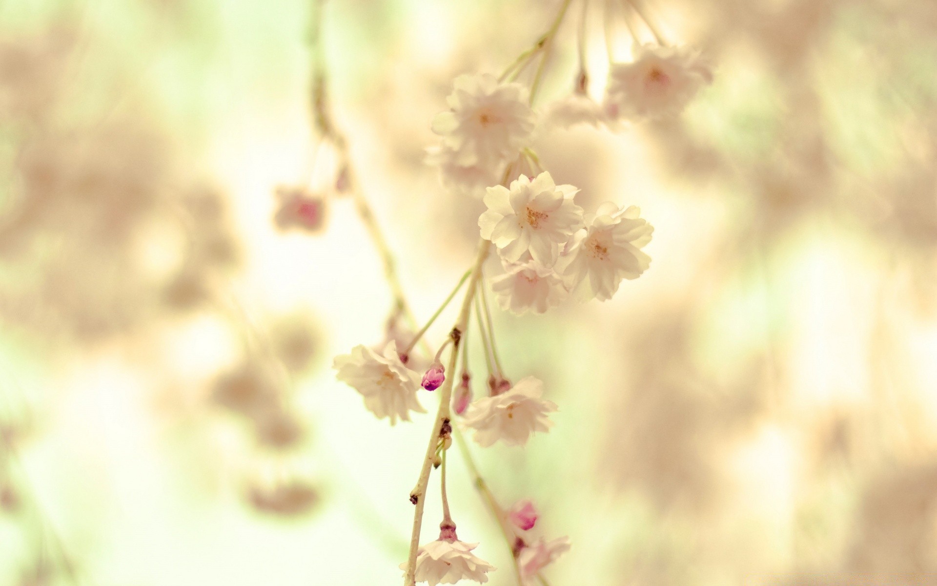 frühling natur blume unschärfe blatt flora sommer im freien gutes wetter wachstum hell garten baum sanft sonne zweig kirsche dof