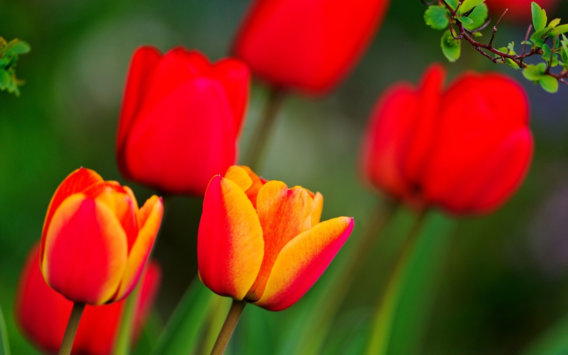 spring nature tulip flower flora leaf garden summer bright outdoors growth color blur floral easter petal