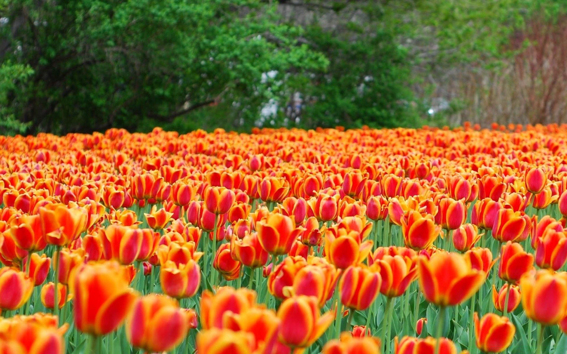 primavera natureza tulipa flor brilhante jardim folha temporada campo flora verão cor floral rural ao ar livre feno bom tempo pétala brilhante crescimento