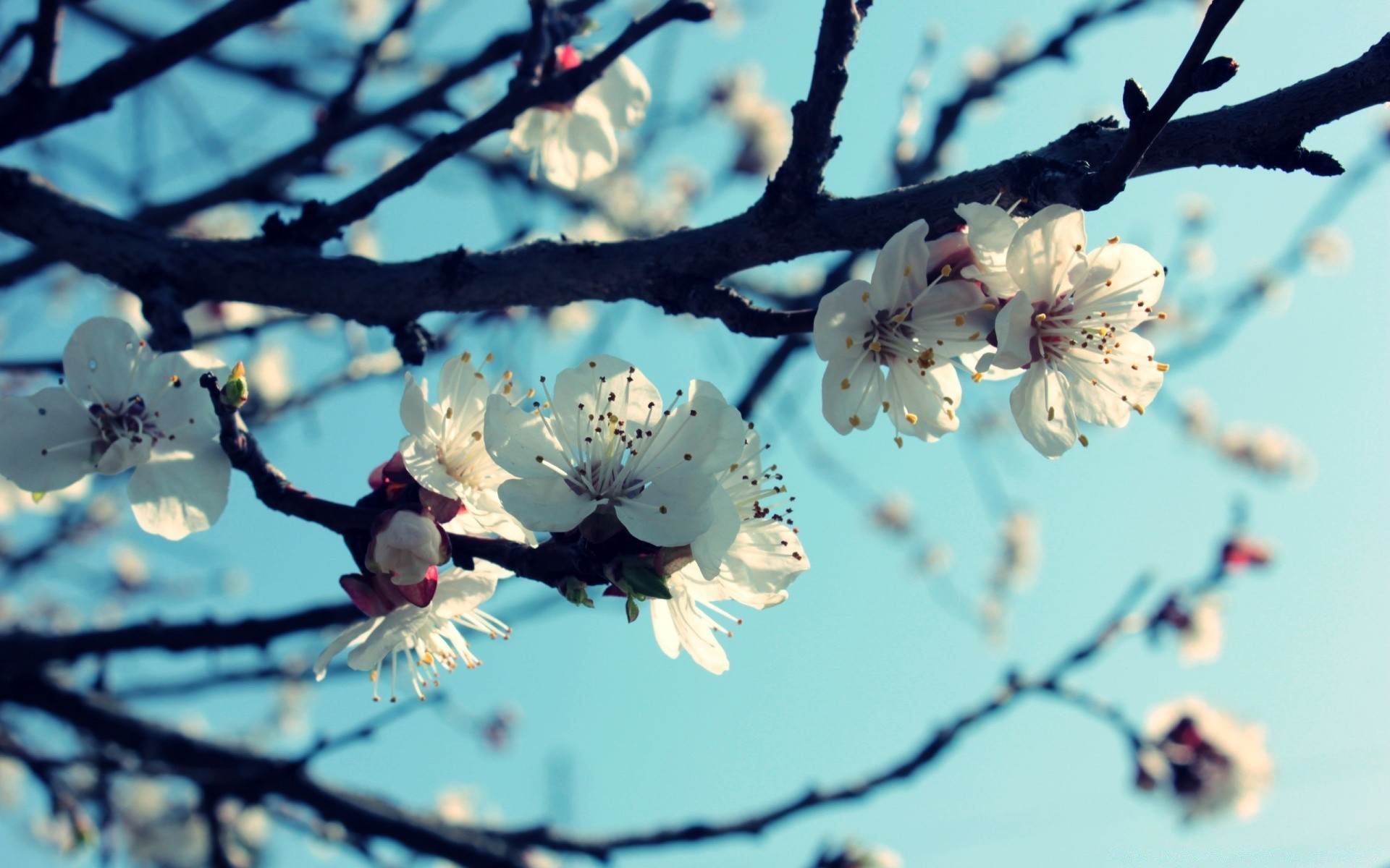 primavera ciliegia fiore albero ramo mela prugna natura compagno flora stagione fioritura albicocca giardino crescita petalo all aperto sfocatura foglia primo piano